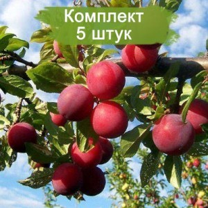 Саженцы красной китайской сливы (Ранняя) -  комплект 5 шт.