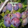 Саженцы сливы Кубанский Карлик - комплект 5 шт.