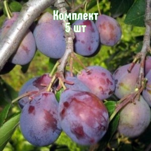 Саженцы сливы Кубанский Карлик - комплект 5 шт.