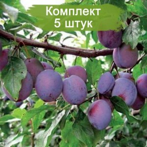 Саженцы ранней фиолетовой сливы Заречная ранняя -  комплект 5 шт.