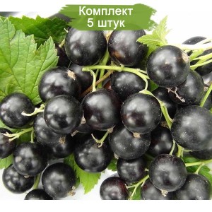 Саженцы черной смородины Белорусская сладкая -  комплект 5 шт.