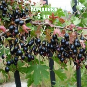 Саженцы смородины золотистой Венера - комплект 5 шт.