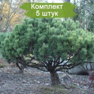 Саженцы сосны Горной 100-150 см -  комплект 5 шт.