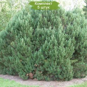 Саженцы сосны Горной 40-60 см -  комплект 5 шт.