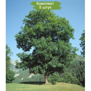 Саженцы сосны Обыкновенной 100-150 см -  комплект 5 шт.