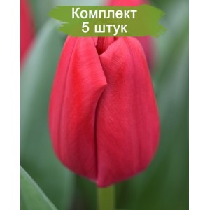 Луковицы тюльпана Карри (Сurry) -  комплект 5 шт.