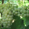 Саженцы винограда Алиготе - комплект 5 шт.
