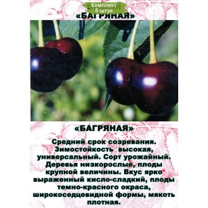 Саженцы Вишни Багряная Средняя -  комплект 5 шт.