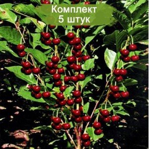 Саженцы колоновидной Вишни Ашинский гибрид -  комплект 5 шт.