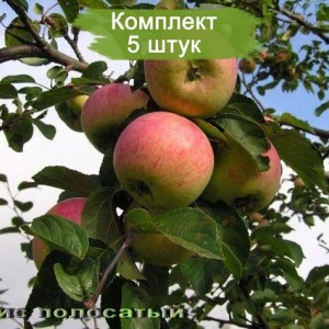 Саженцы яблони Анис полосатый -  комплект 5 шт.