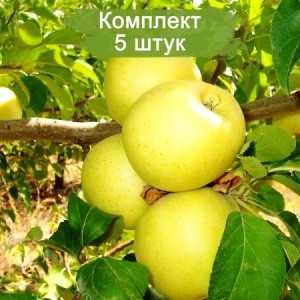 Саженцы яблони Голден Делишес (Golden Delicious) -  комплект 5 шт.