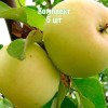 Саженцы яблони Исеть белой - комплект 5 шт.