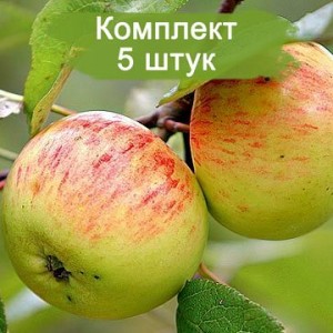 Саженцы яблони Коричное полосатое -  комплект 5 шт.