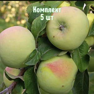 Саженцы яблони Мартовское - комплект 5 шт.