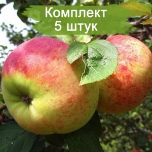 Саженцы яблони Орловим -  комплект 5 шт.