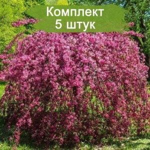 Саженцы яблони плакучей ( на штамбе) Роял Бьюти (Royal Beauty) -  комплект 5 шт.