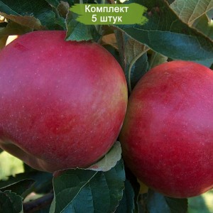 Саженцы яблони Спартан -  комплект 5 шт.