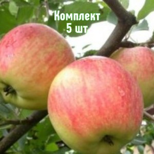 Саженцы яблони Зимний Шафран - комплект 5 шт.