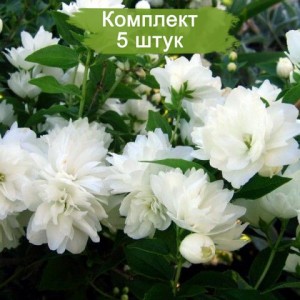 Саженцы жасмина Снежная красавица -  комплект 5 шт.
