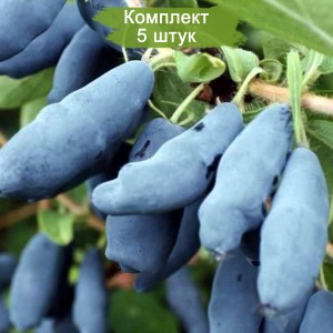 Саженцы жимолости Дочь Бакчара -  комплект 5 шт.