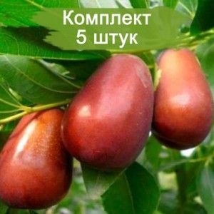 Саженцы зизифуса (Унаби) Мори джер -  комплект 5 шт.