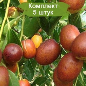 Саженцы зизифуса ( Унаби) Советский -  комплект 5 шт.