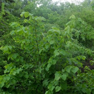 Саженец липы Кавказской от 150 см