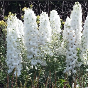 Корневище дельфиниума Мэджик Фонтейнс Пьюр Вайт (Magic Fountains Pure White)