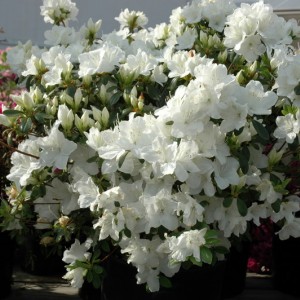 Саженец рододендрона Плеасант Вайт (Pleasant White) (белый )
