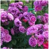 Саженец розы Минерва (флорибунда)