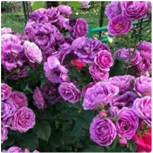 Саженец розы Минерва (флорибунда)