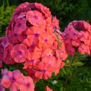 Саженец флокса Ориндж Перфекшн (Orange Perfection)