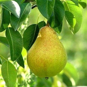 Саженец груши Осенней Яковлевой