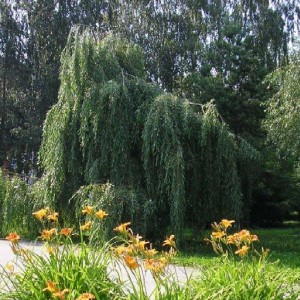 Саженец Ивы плакучей (зеленой)