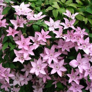 Саженец клематиса Хегли Хайбрид ( Hagley Hybrid )