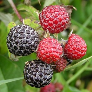 Саженец малины Блэк Джевел (Black Jewel)  (Черная)