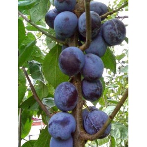 Саженец ранней фиолетовой сливы Блю Свит (Blue Sweet) колоновидной
