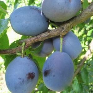 Саженец фиолетовой сливы Ника