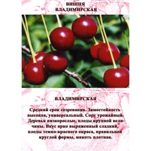 Саженец Вишни Владимирская Поздняя