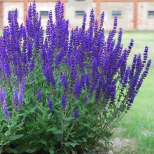 Саженец шалфея дубравного Салваторе Блю (Salvatore Blue)