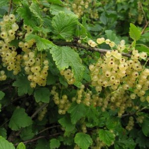 Саженец смородины Виксне (белая)