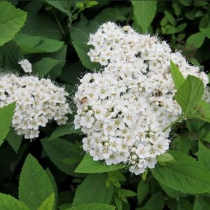 Саженец спиреи гибридной Фрица (Fritchiana)