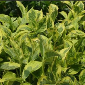 Саженец вейгелы пестролистной Костериана вариегата (Kosteriana Variegata)