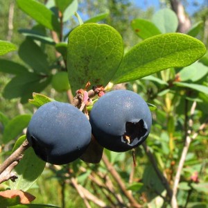 Саженец голубики Эрли Блю (Early blue)
