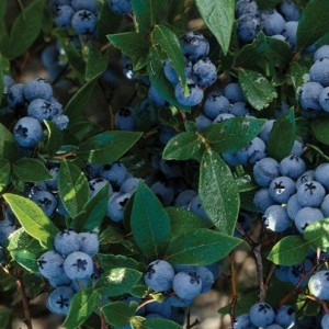 Саженец голубики Конкорд (Concord)