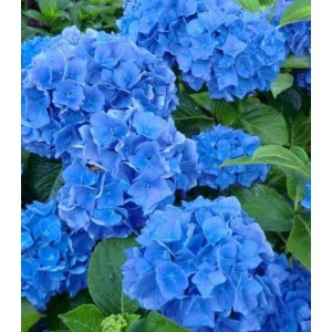 Саженец гортензии крупнолистной Блю Вондер (Blue Wonder)
