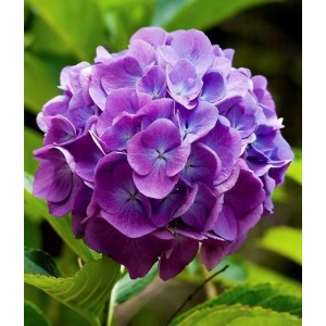 Саженец гортензии крупнолистной Мэджикал Фламенко Блю (Magical Flamenco blue)