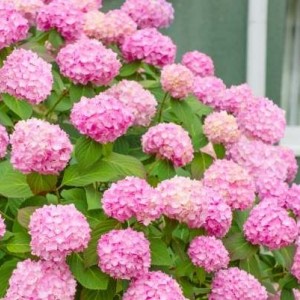 Саженец гортензии крупнолистной Уайт пинк (White pink)