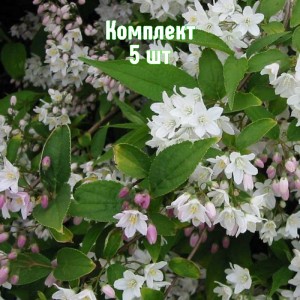 Саженцы дейции розовой Кампанулаты - комплект 5 шт.