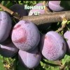 Саженцы сливы Кубанской Легенды - комплект 5 шт.